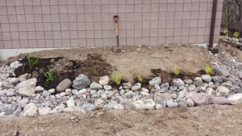 Winton Rain Garden (19)